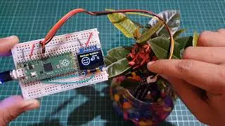 Raspberry Pi Pico Plant Monitoring System using a Capacitive Soil Moisture Sensor & OLED Display