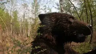 Вредный медвежонок.
