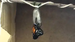 Monarch Butterfly Emergence from Chrysalis