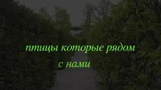 Птицы. Они рядом с нами..