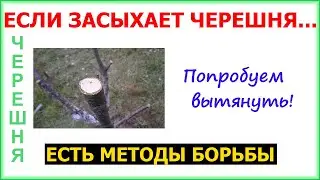 Лечим засыхающую черешню. Если не пойдет переведем на обратный рост.