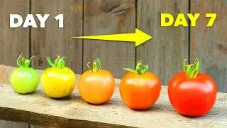 How to Ripen Green Tomatoes In Just 7 Days