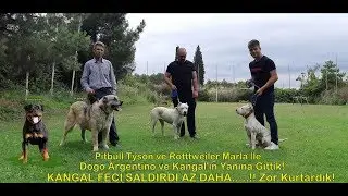 Amstaff Tyson ve Rottweiler ile Dogo Argentino ve Kangal 'ın Yanına Gittik - Kangal Feci Saldırdı