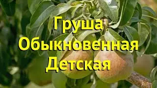 Груша обыкновенная Детская. Краткий обзор, описание характеристик pyrus communis Detskaia