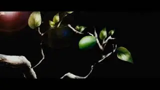 Lime Film (Before we say goodbye)