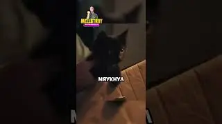 Котёнок приносит удачу🥰😎 