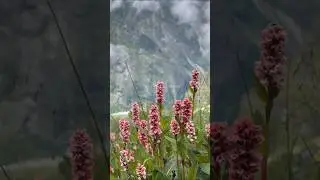 Valley OF Flowers | Flowers |  #indiannationalpark #valleyofflowerstrek #vallyofflowers #uttarakhand