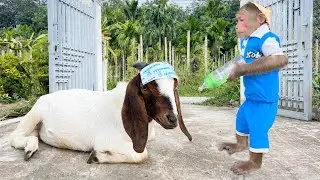 Most view viral video! Best moments Cutis & Goat 🐵🐐 Full version