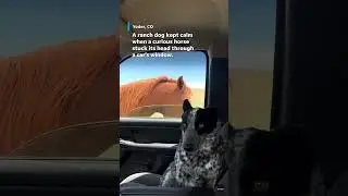 Watch: Video shows dog side eye nosy horse #Shorts