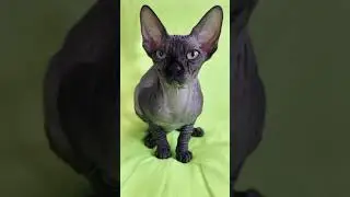 Лысая кошка Сфинкс родила котят Роды 