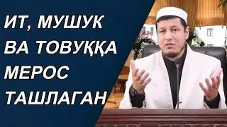 ИТ МУШУК ВА ТОВУҚҚА МЕРОС ТАШЛАГАН | Абдулазиз Домла