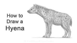 How to Draw a Hyena