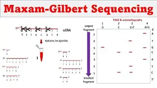 Maxam-Gilbert polynucleotide sequencing | DNA sequencing