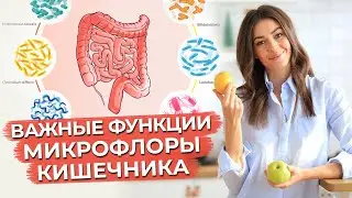 Что такое микрофлора кишечника? / Почему происходит нарушение микрофлоры кишечника?