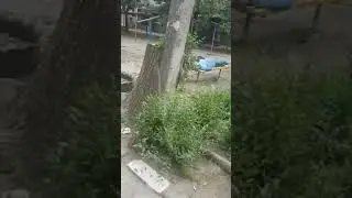 собака жарит 