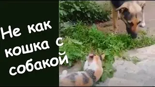 Дружба собаки и кошки? Не как кошка с собакой. Cat and Dog