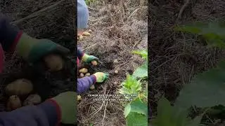 Садим картофель на картон! 
