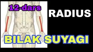 BILAK SUYAGI +3D ANATOMIYA // ЛУЧЕВАЯ КОСТЬ // RADIUS // БИЛАК СУЯГИ // QO'LNING ERKIN SUYAKLARI