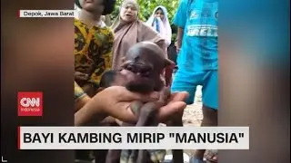 Bayi Kambing Mirip Manusia