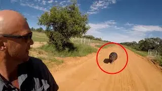 6 Hippo Encounters You Should Not Watch