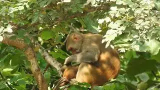 2 Adorable Cute Monkey......