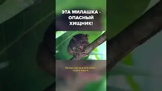 Только представьте, перед вами - жестокий хищник!