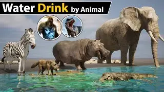 Water Drink per day by Animal | Godzilla | King Kong | Dinosaur |