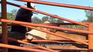 RANCHOLAROSA. Baños de inmersión en el ganado vacuno.