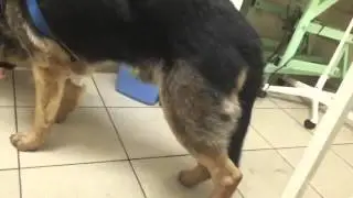 Овчар Рекс в клинике Хатико