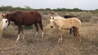 RANCHOLAROSA. VISITANDO LAS YEGUAS Y SUS POTRILLOS EN LA PASTA