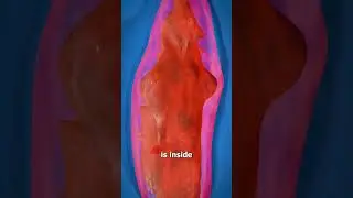How A Snake Swallows BIG Animals 😨
