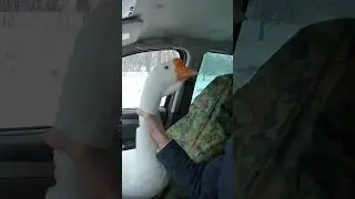 ДУШИТ ГУСЯ ЗА РУЛЁМ