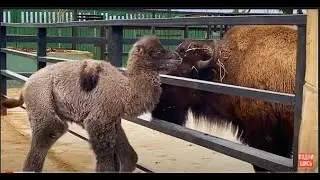 Марго позирует, а у верблюжонка ЛаПушкина НОВАЯ МАМА!