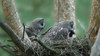 The Secret Life of the Bearded Owl - Nesting life of the great gray owl  - Documentary