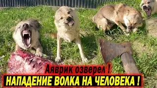 НАПАДЕНИЕ ВОЛКА НА ХОЗЯИНА !!! ЧТО С ТАЛО С ДОМАШНИМ ВОЛКОМ ?? Я В ШОКЕ...