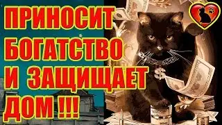 8 Причин Завести Чёрного Кота Вопреки Суевериям! Чёрный кот приносит богатство и защищает дом!