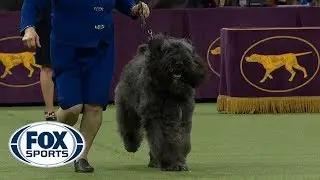 Group judging for the Herding Group at the 2019 Westminster Kennel Club Dog Show | FOX SPORTS