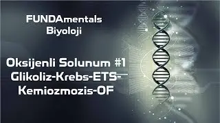Oksijenli Solunum #1 Glikoliz-Krebs-ETS-Kemiozmozis-OF