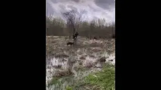 Кабан напал на охотника