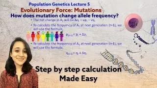 Evolutionary force: Mutation | How does mutation alter allele frequency? Population Genetics lecture