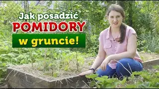 Uprawa pomidorów w gruncie na grządce podwyższonej