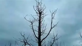 Орех медвежий (лещина кавказская)