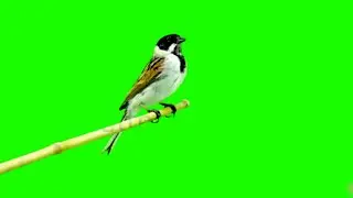 how to green screen sparrow green screen video