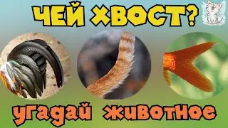 Угадай животное по хвосту. Развивающее видео на логику для детей