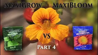 MaxiGrow vs MaxiBloom (Flowers) EP4 | MarsHydro FC-E 3000