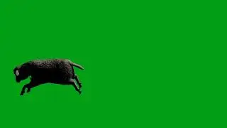 Sheep running green screen video | Copyright Free