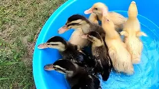 Baby Ducks and Water - Little Ducklings Cute baby animals Videos