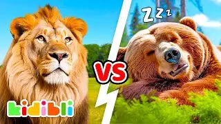 Lions VS Bears, Whos the strongest? 🦁🐻 | Animal Educational Videos for Children | Kidibli