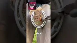 Помощь бедной лошади!🐴 (🎥: @samdracott_farrier)