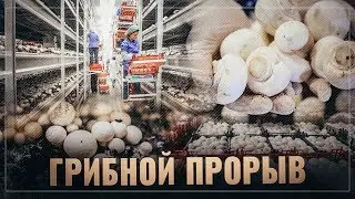 Грибной бум: Россия совершает очередной прорыв